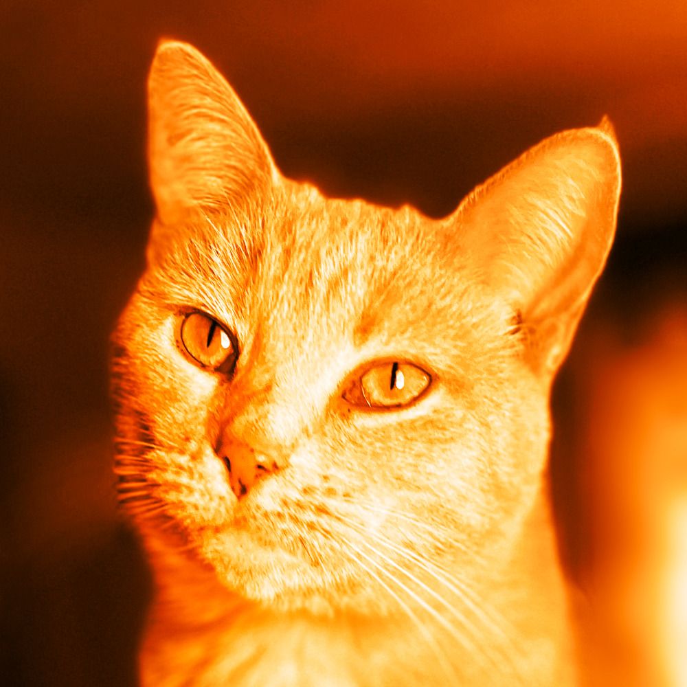 A meow's avatar