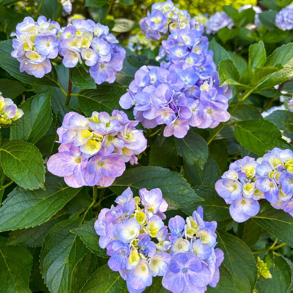 び