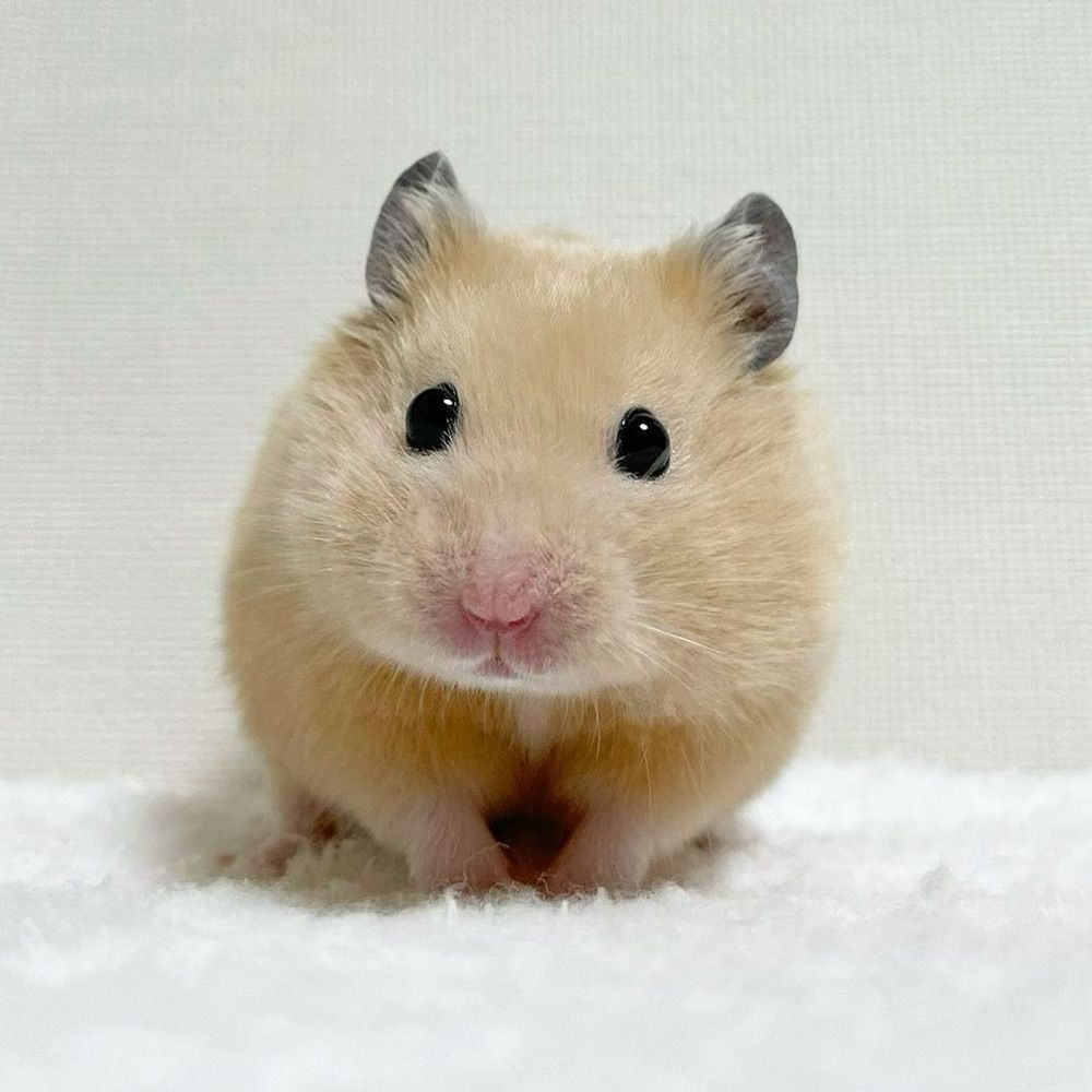 돌바오