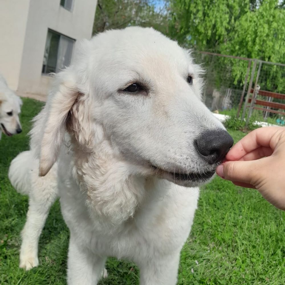 Criadero de perros de la raza Kuvasz