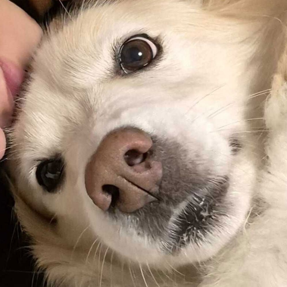 Lili