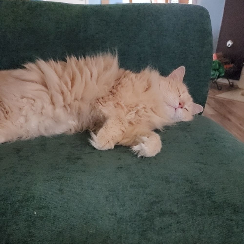 Mimi
