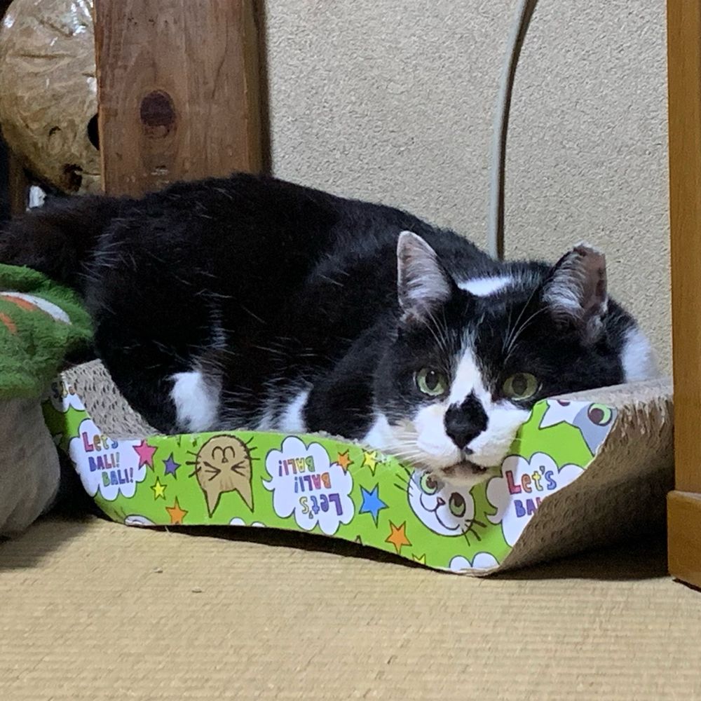 来栖