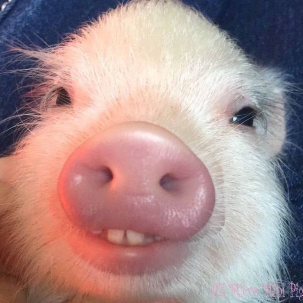 Max 🐷