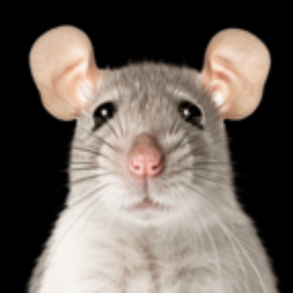 🐭