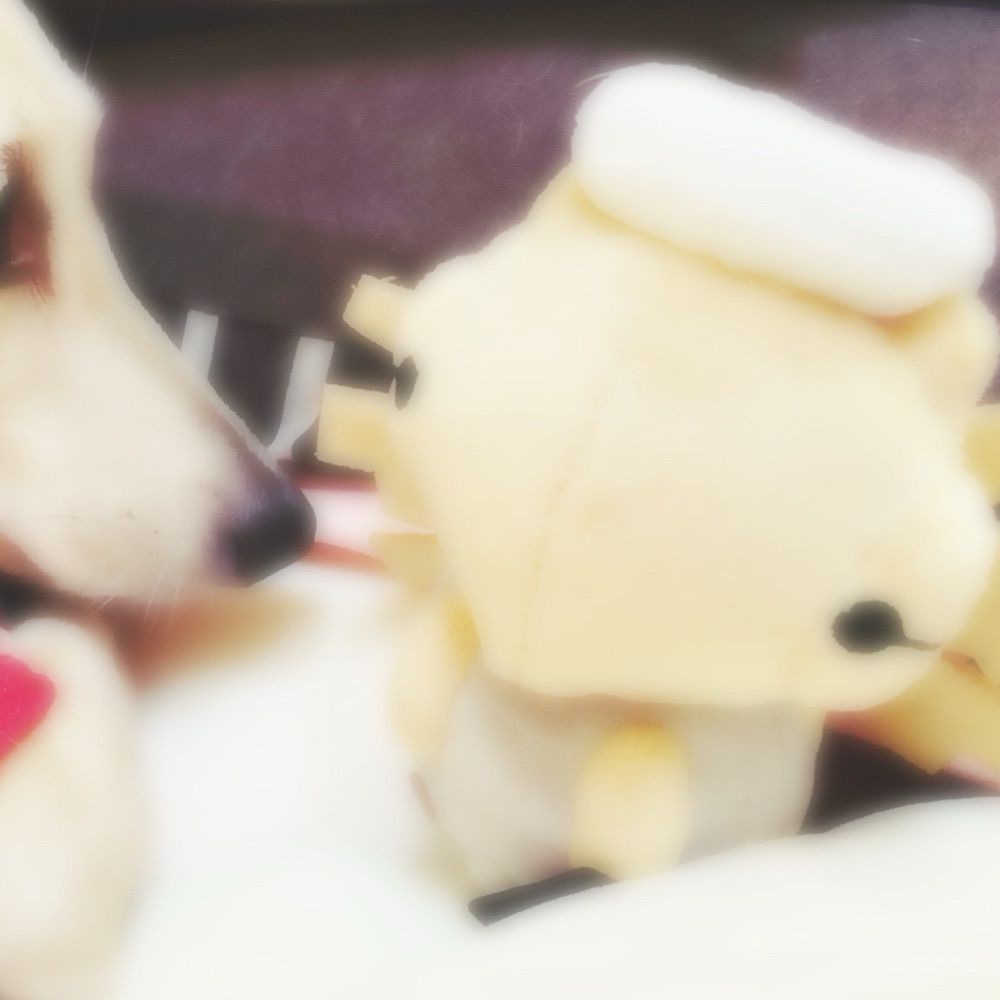 今日もいとしい