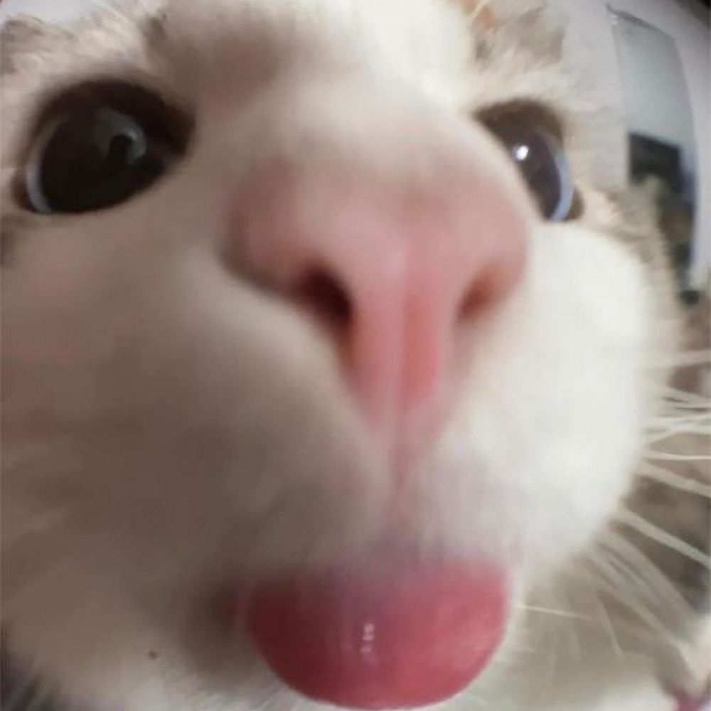 Pirilampo