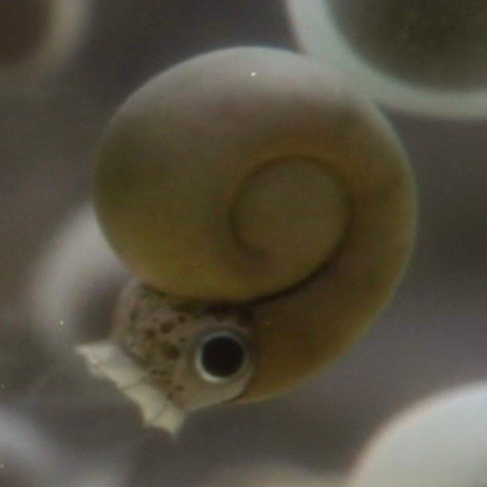 squids