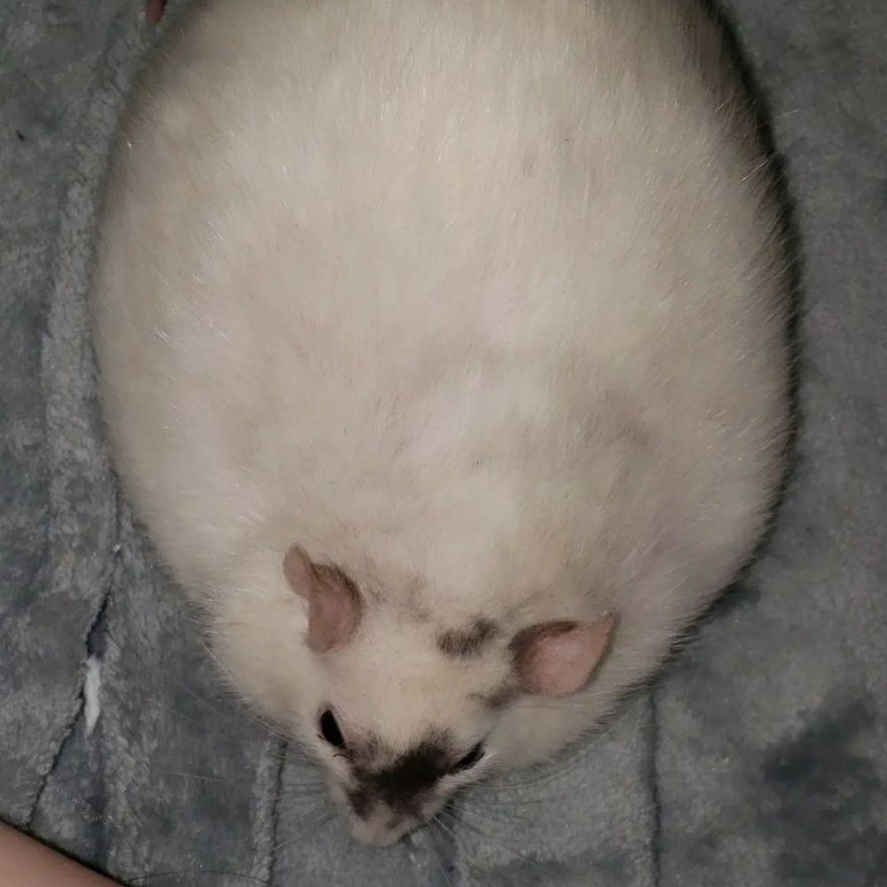 Rata