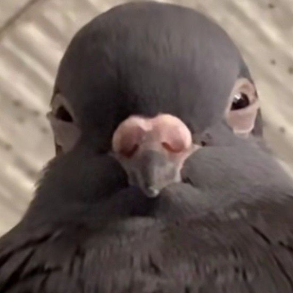 Pidge
