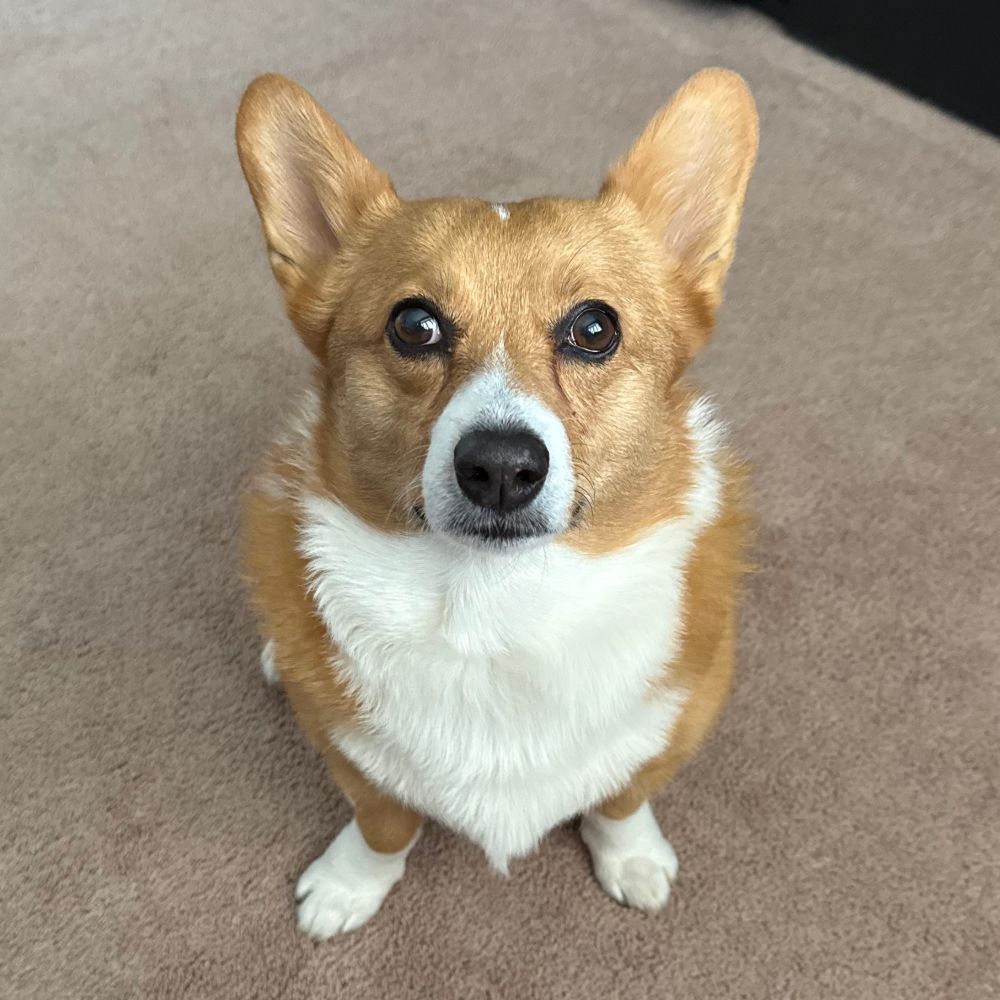 Cyber Corgi