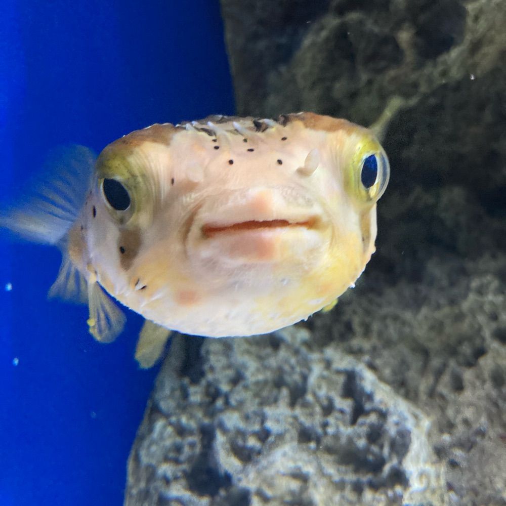 ナカムラ