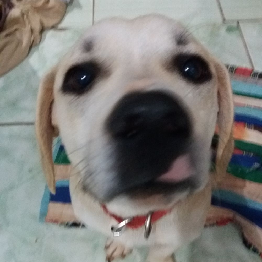 Izz