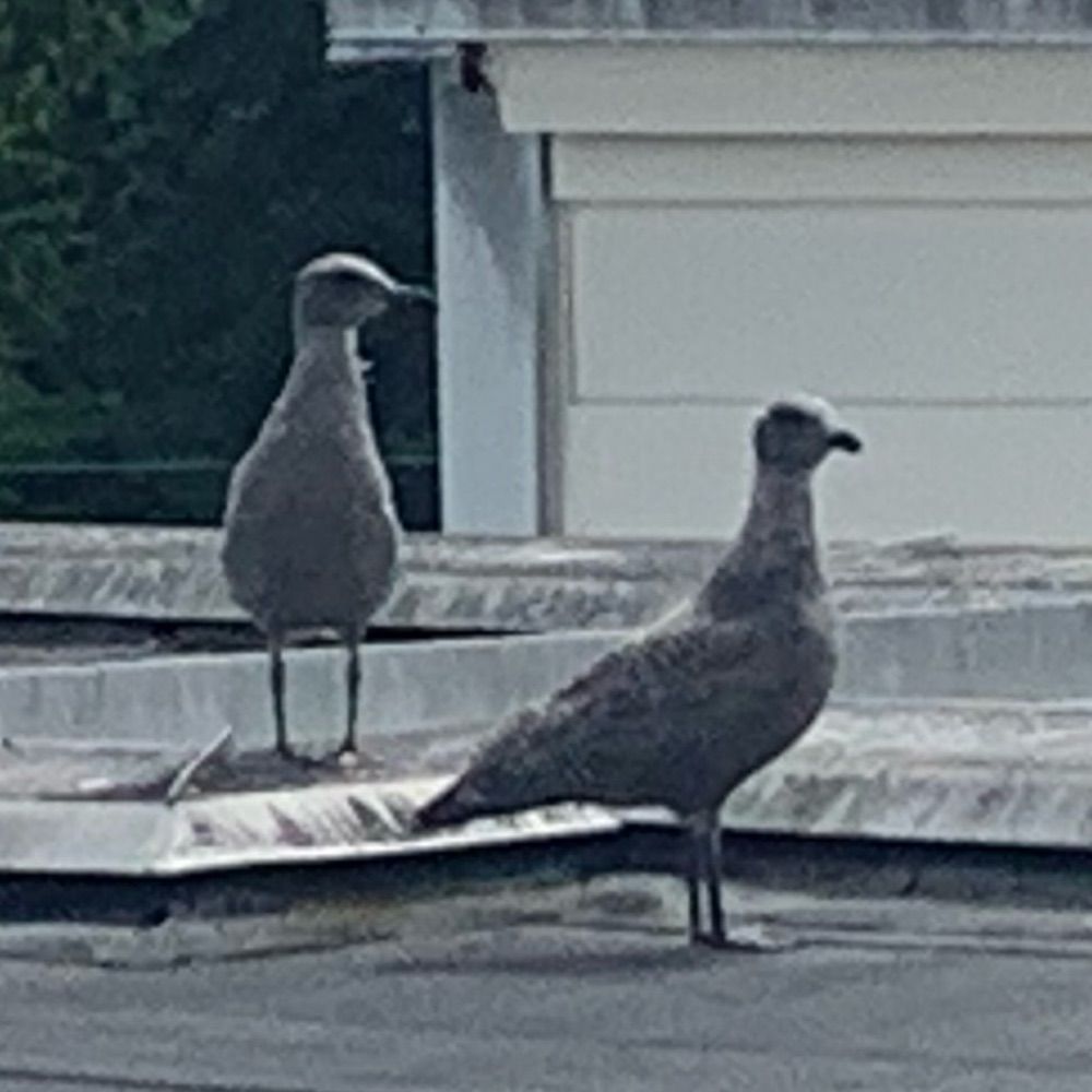 Salty Seagull