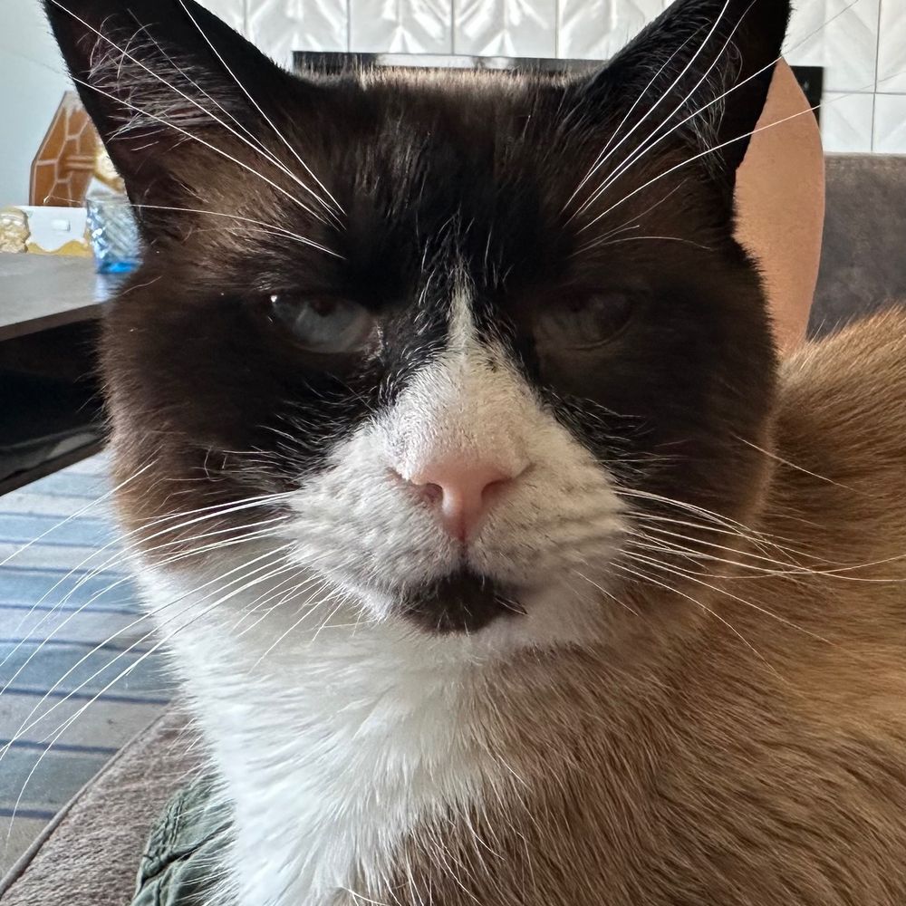 Four Cat Clowder
