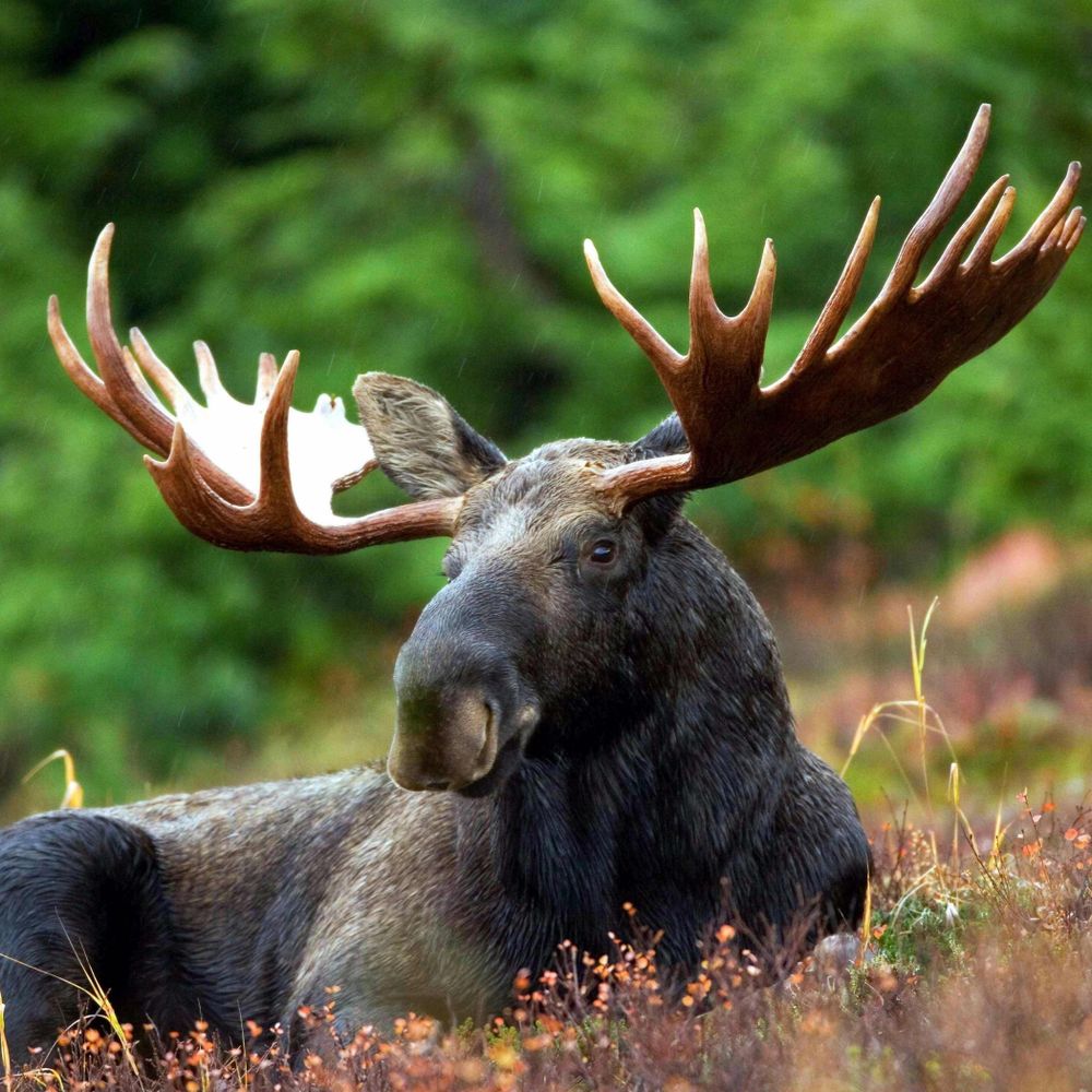 moose's avatar