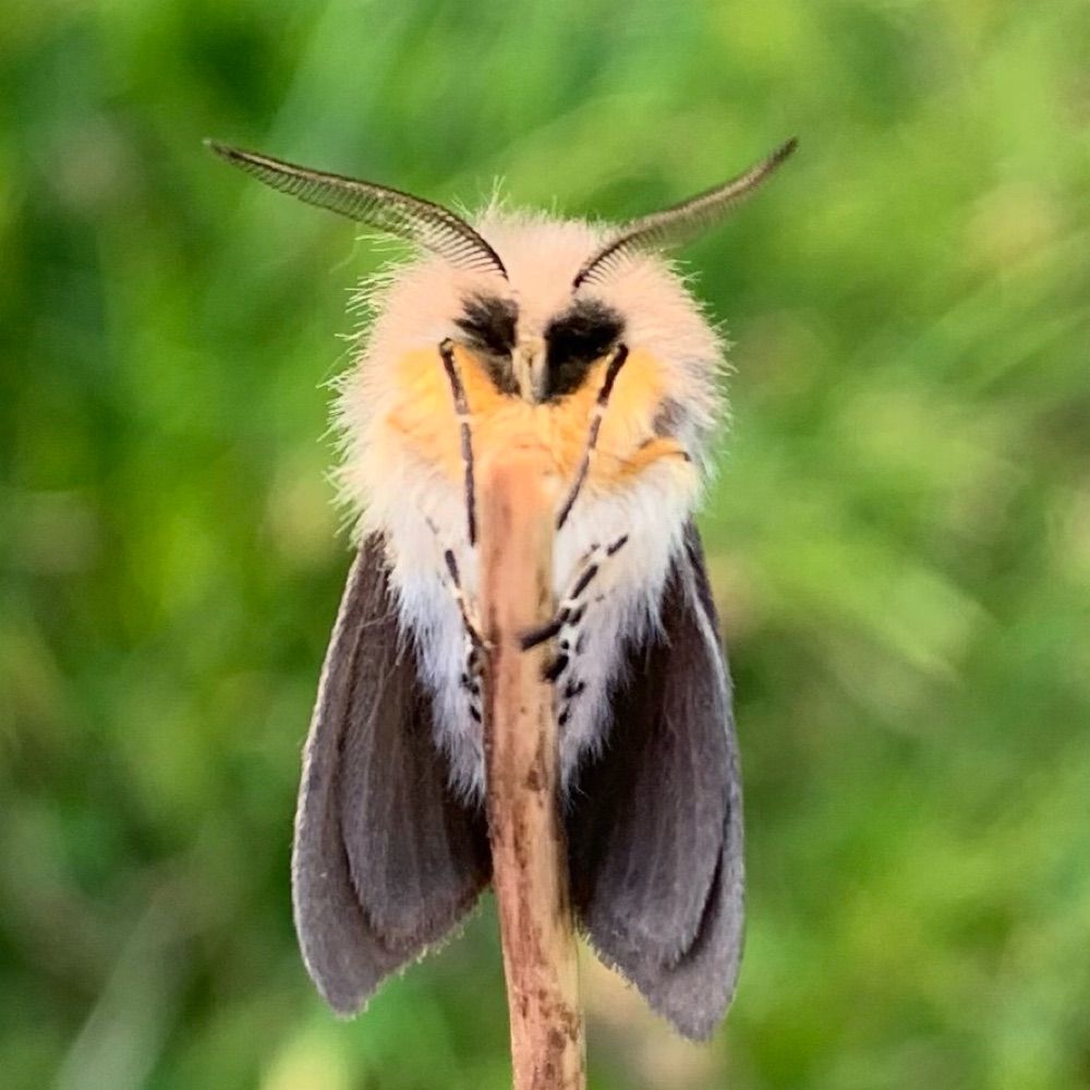 Mainly moths & mosses