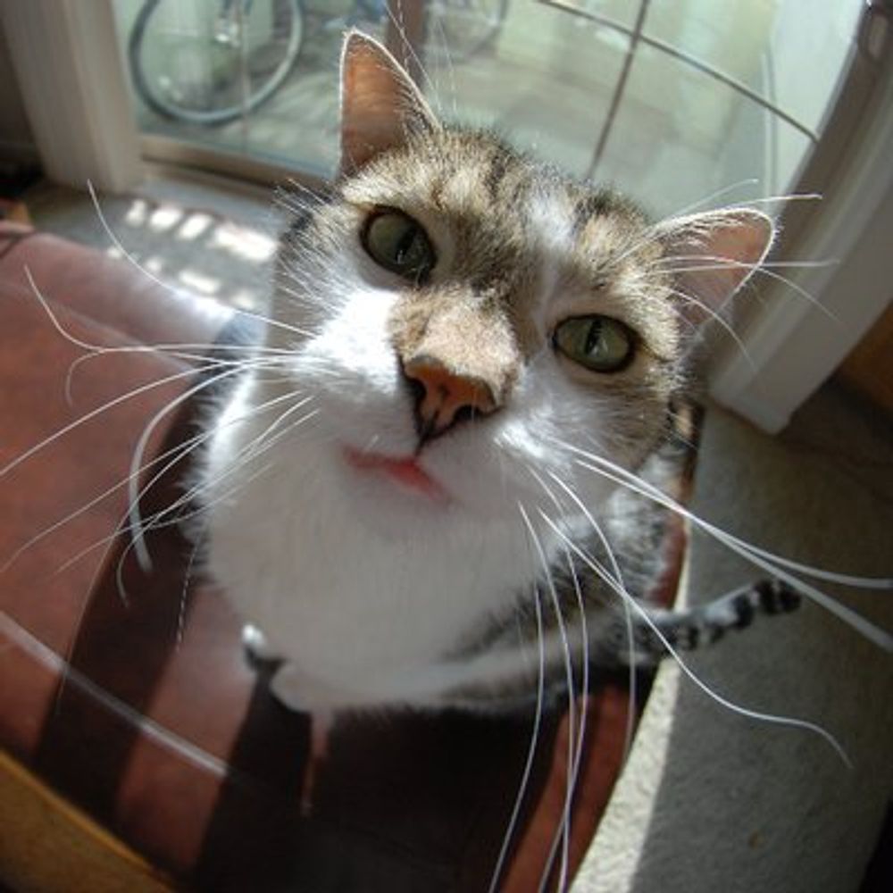LouietheCat