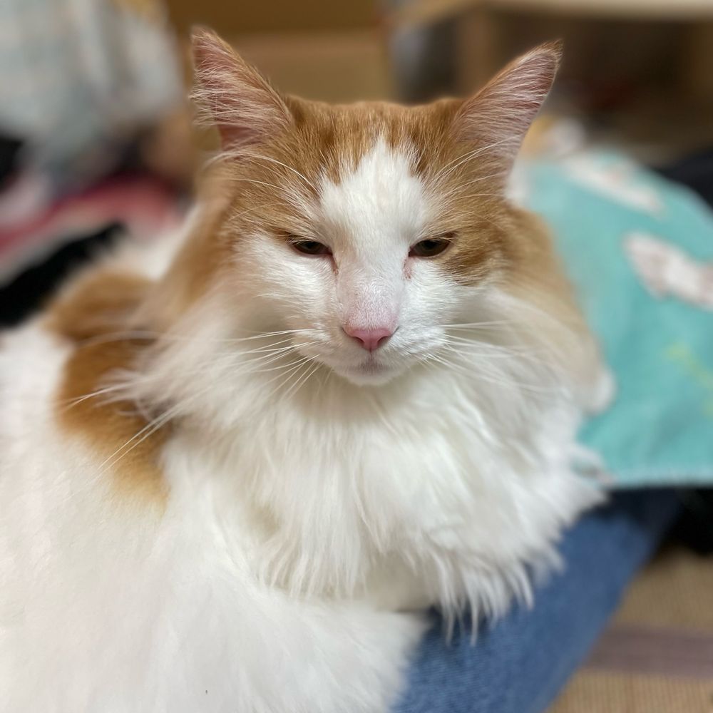ひるねねこ
