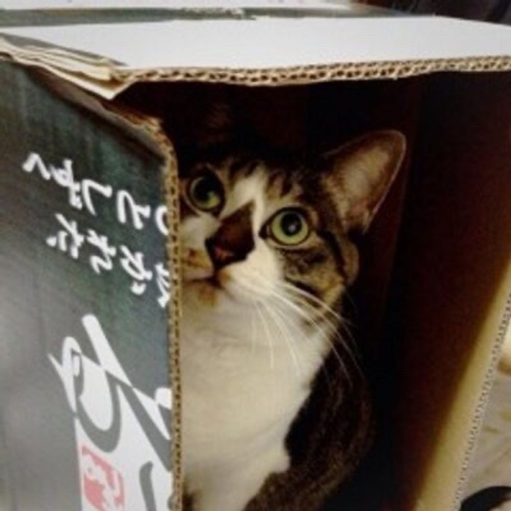 咲きヒト