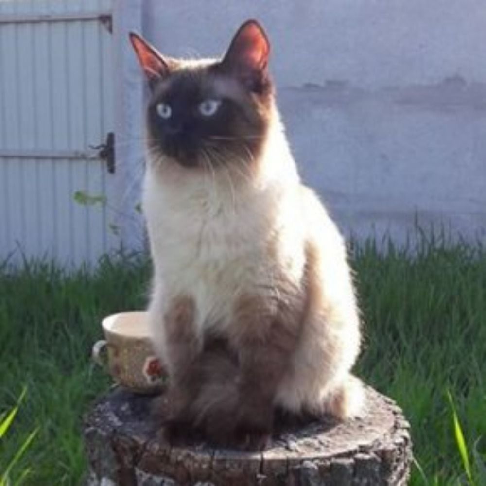 Кетаміновий котик