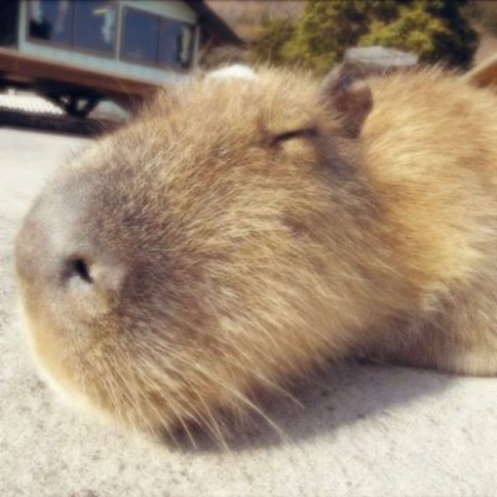 ひらまゆ