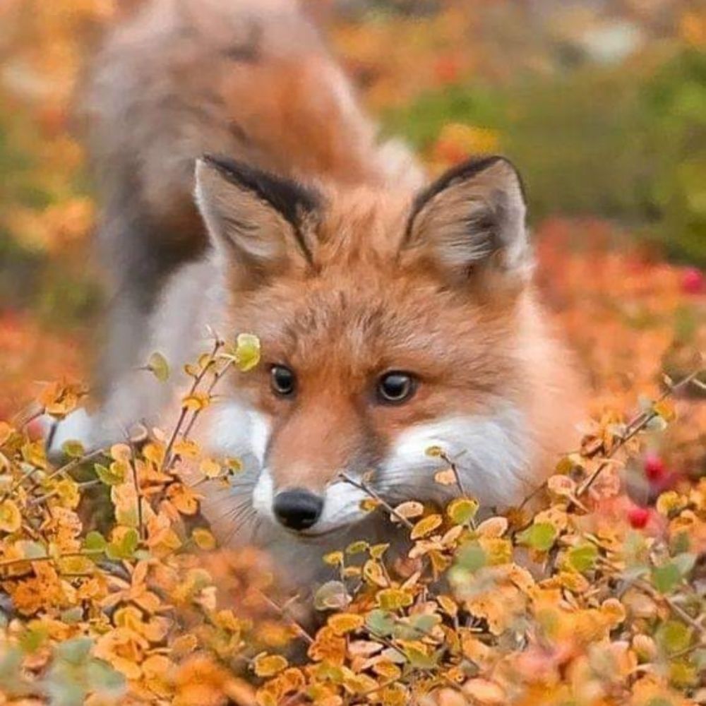 Madame Forest