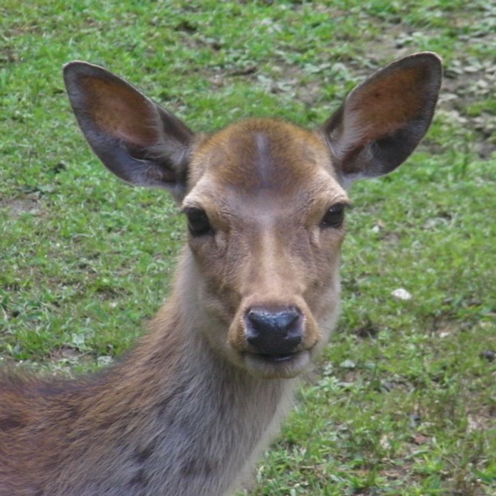 イナジカ🦌.com