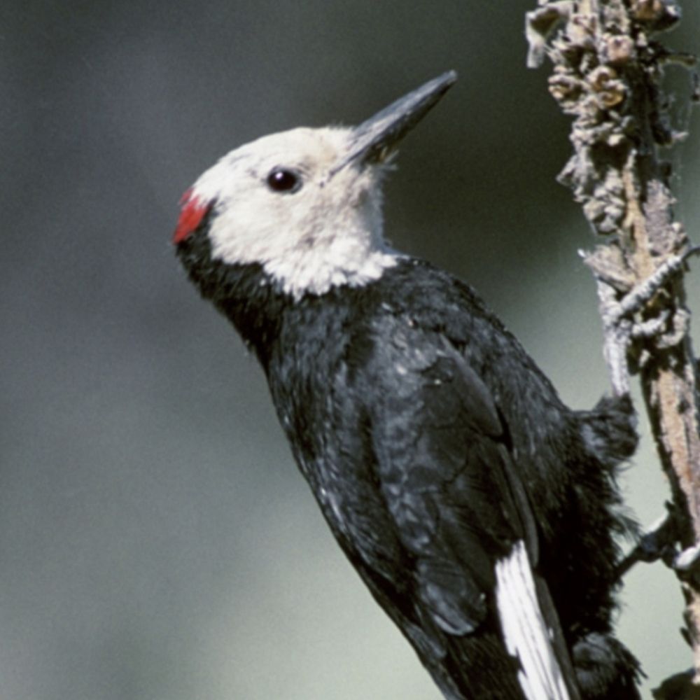 Woody Woodpecker