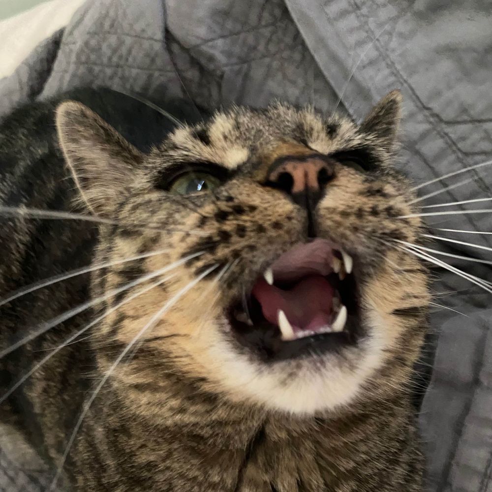 kob