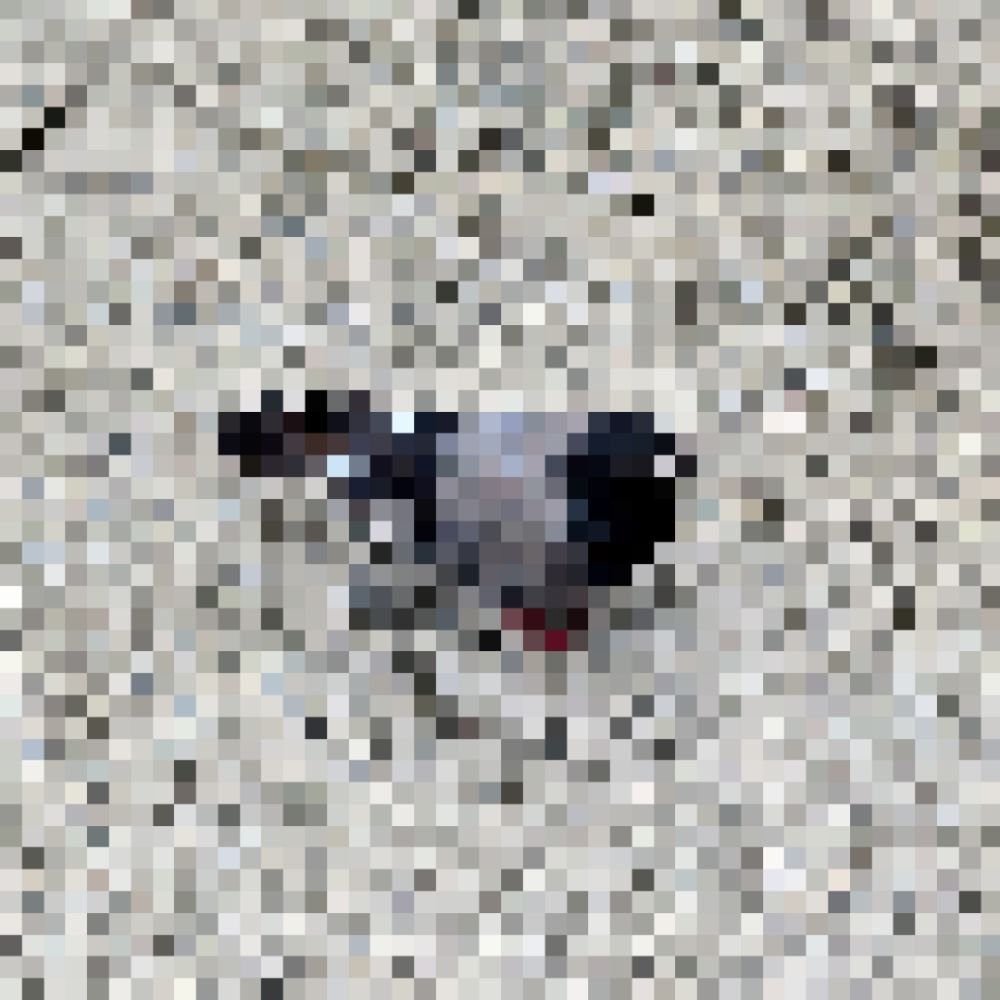 鳩ぽ