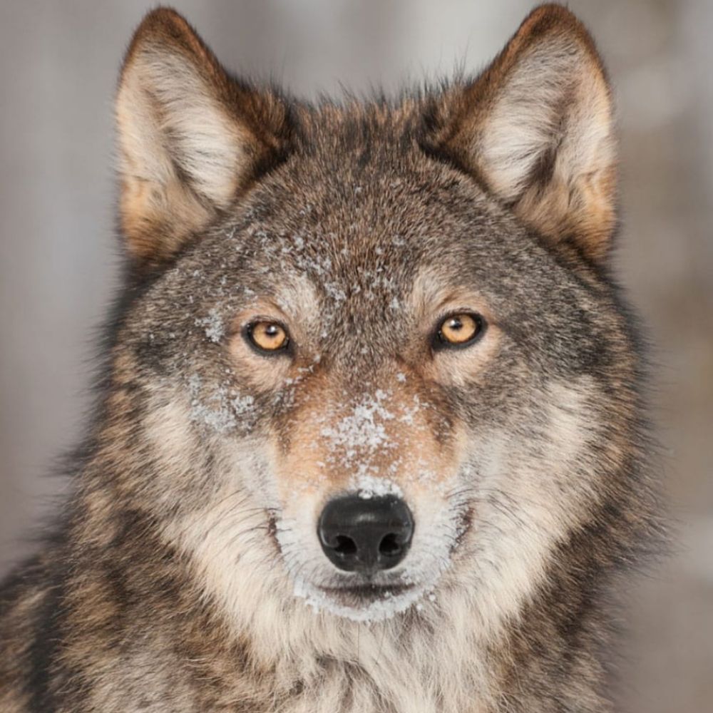 Wolf'io