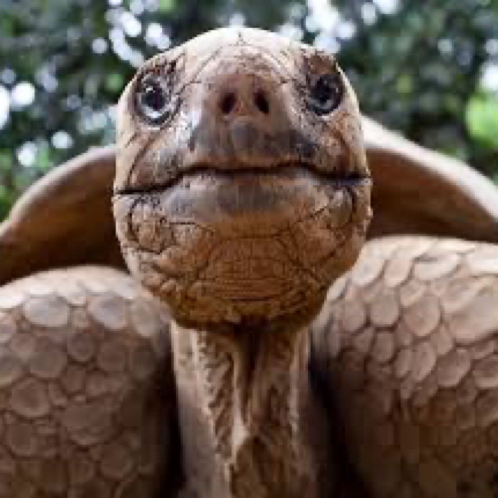 Weretortoise