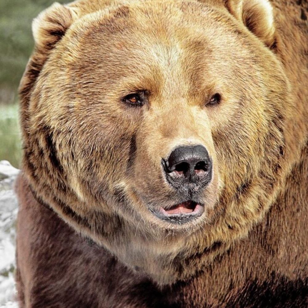 Uncut Bears and Chubs