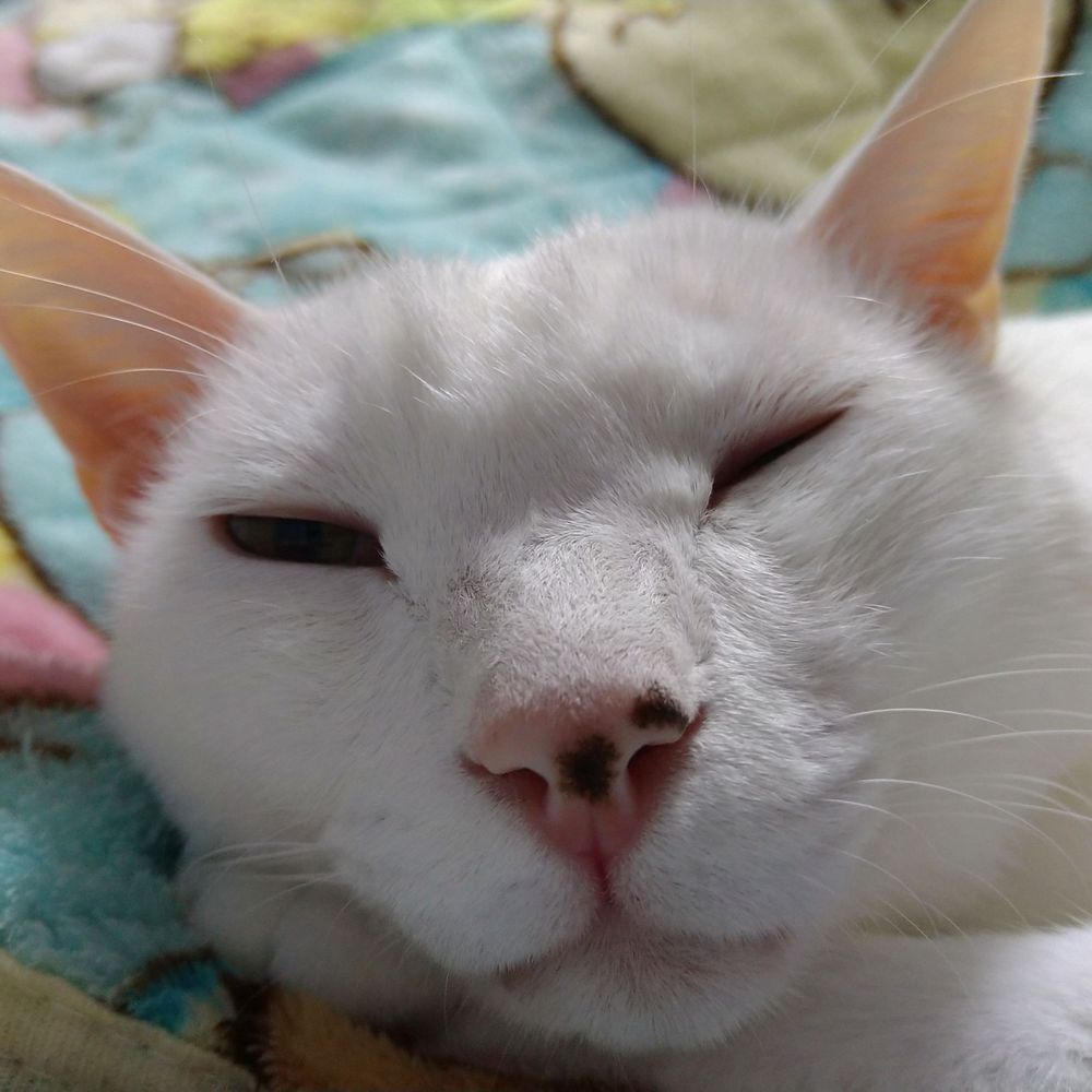 まめた