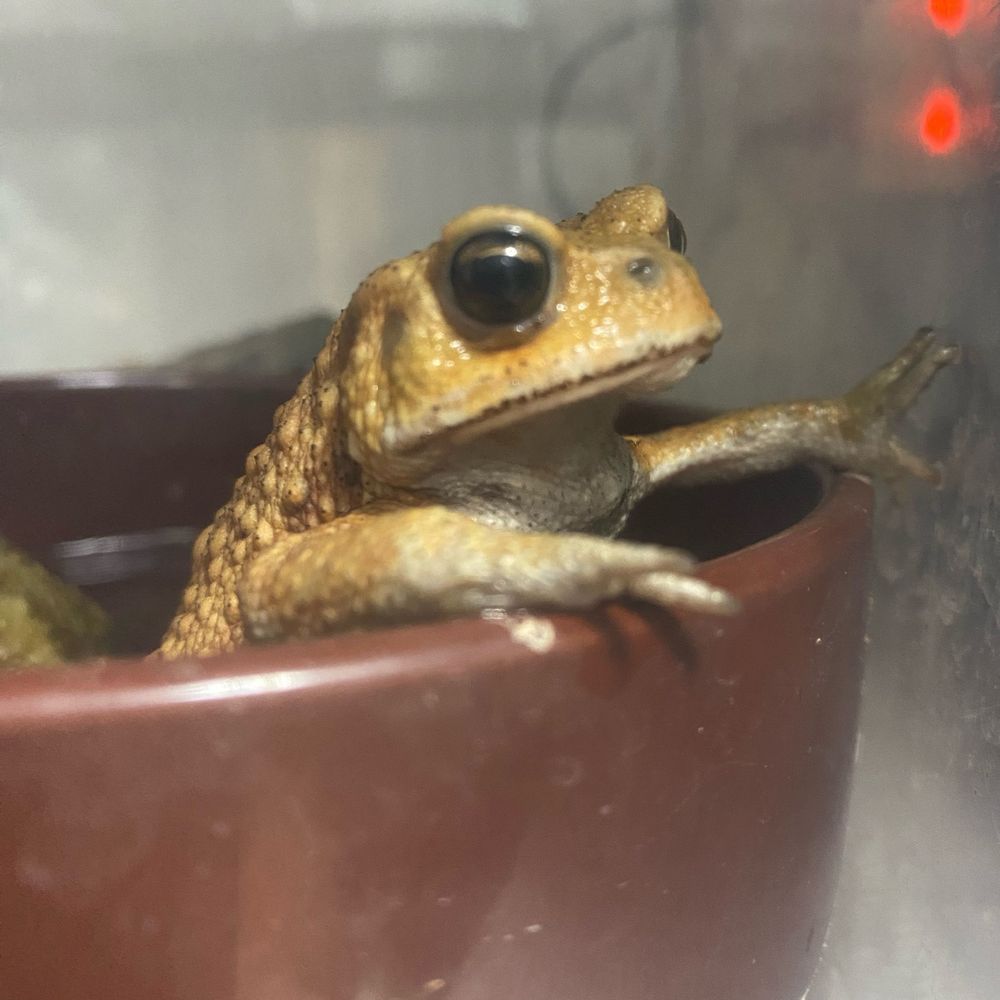 あつき