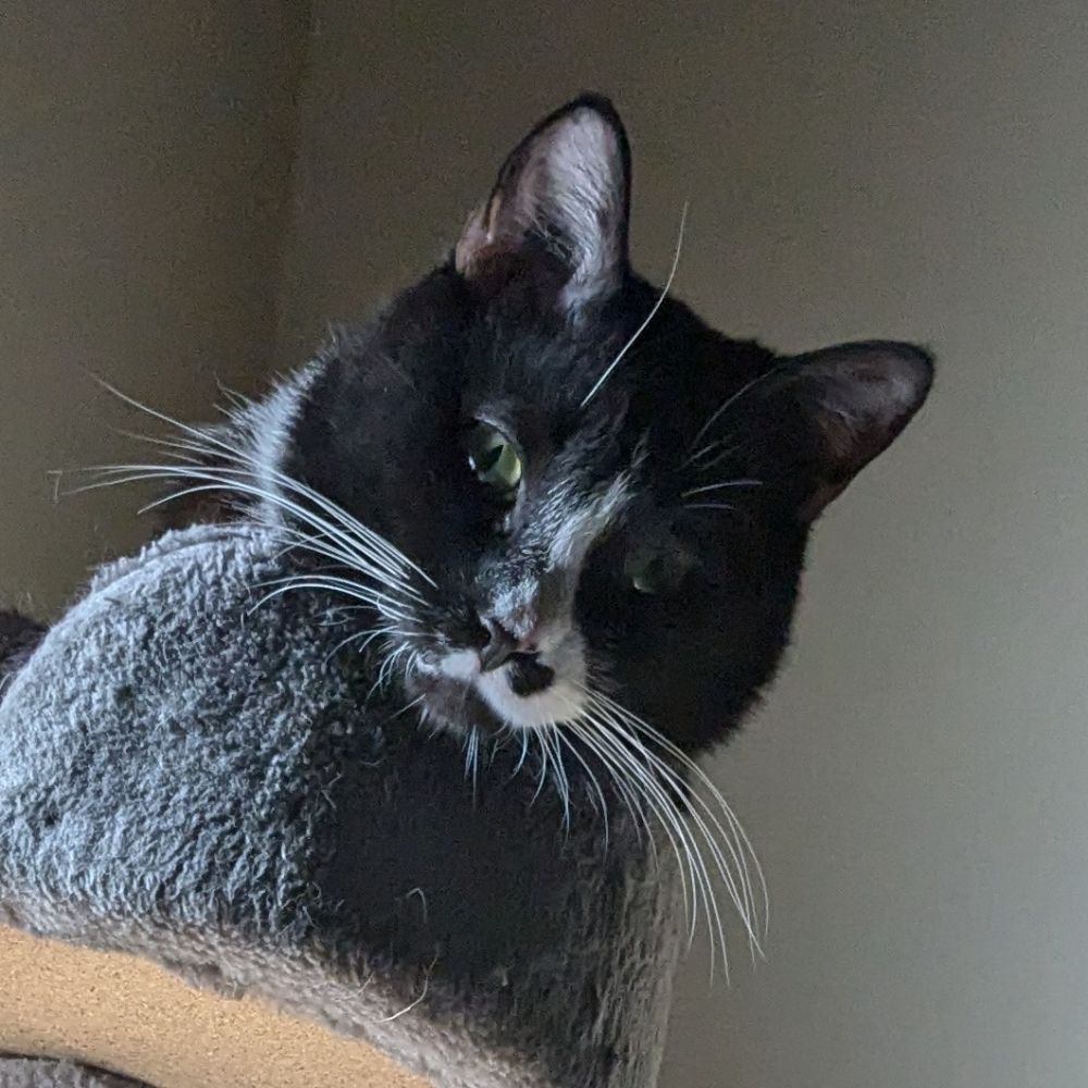 I read to my cat