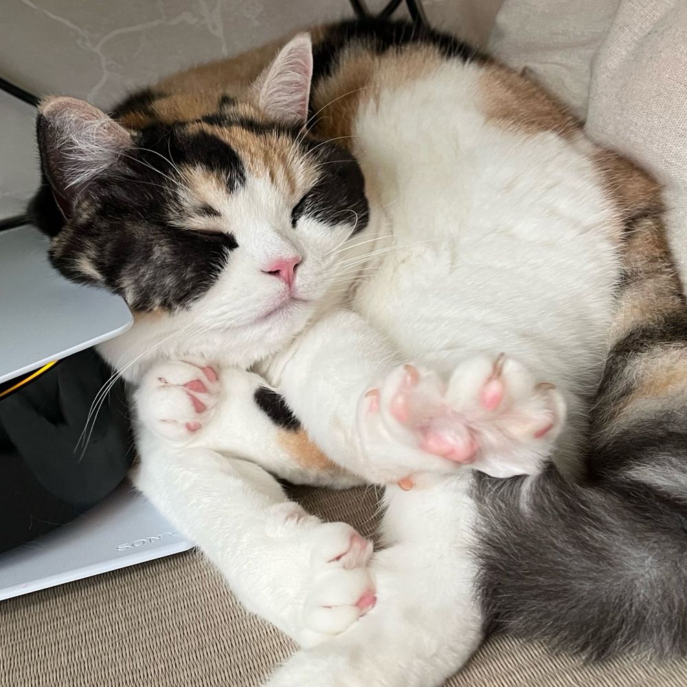 みこちゅ