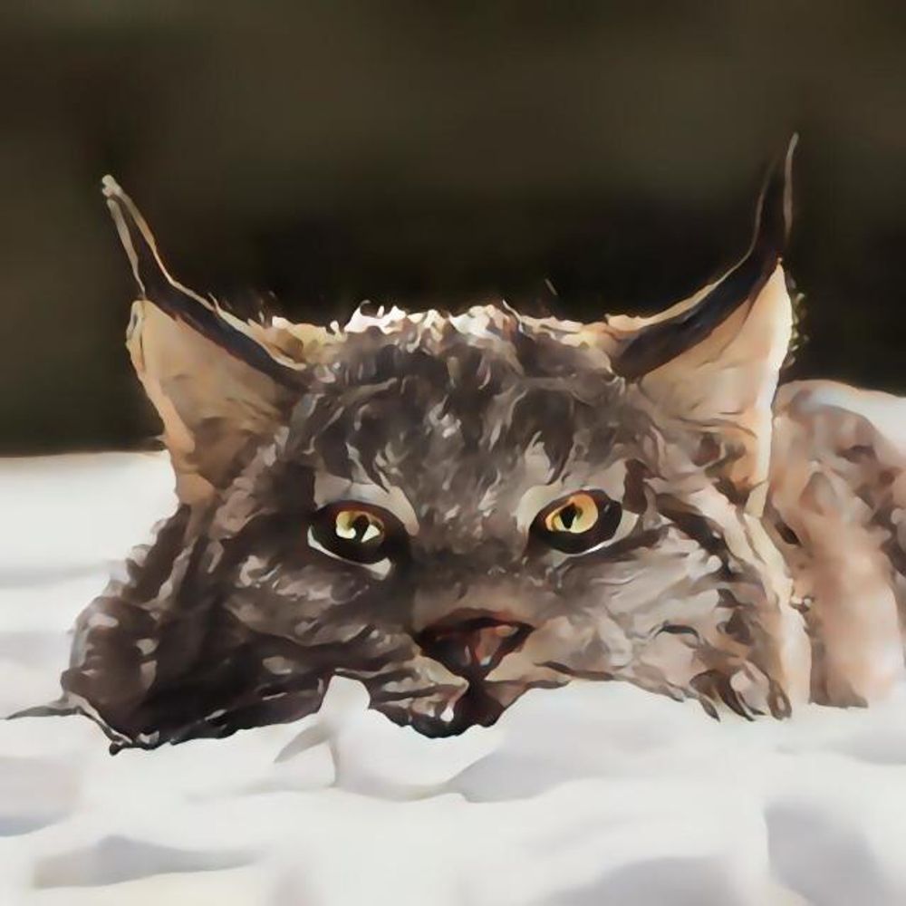 LynxCatTheThird