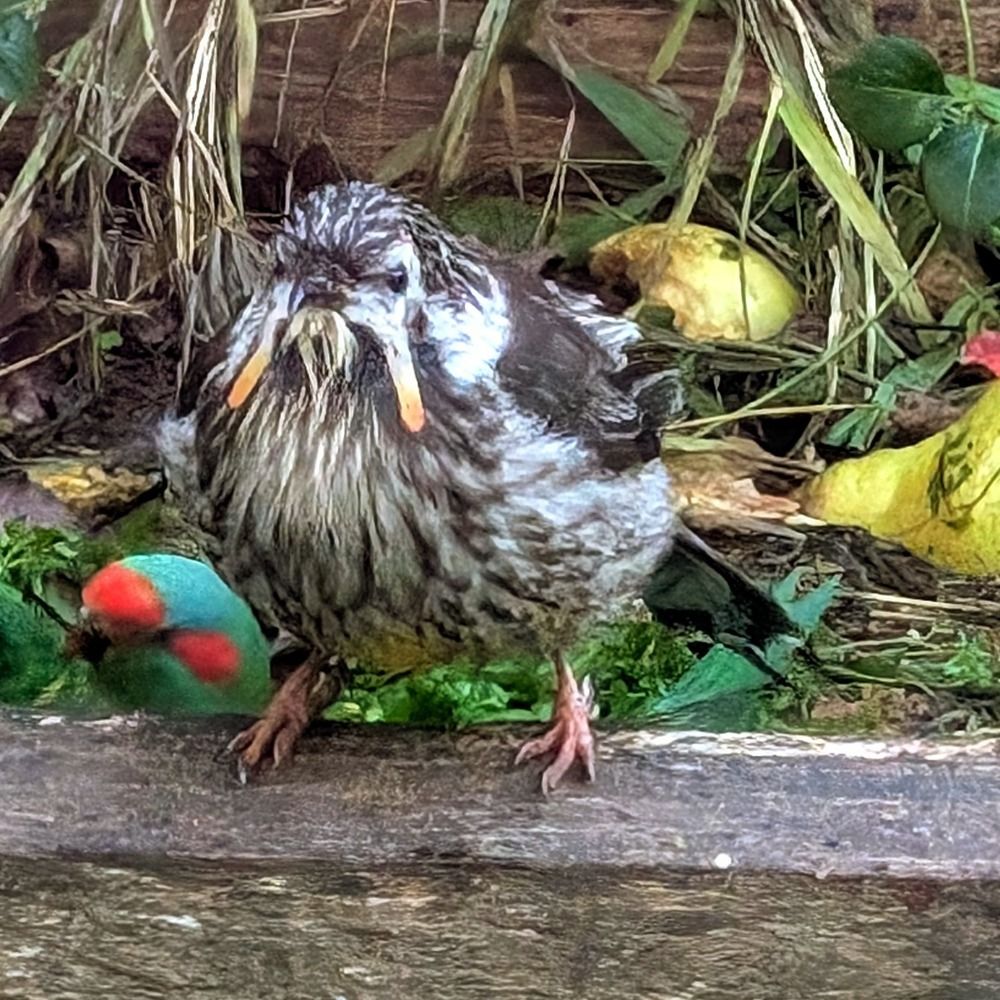 yellowwattlebird 