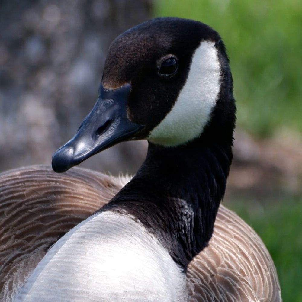 Quackanon