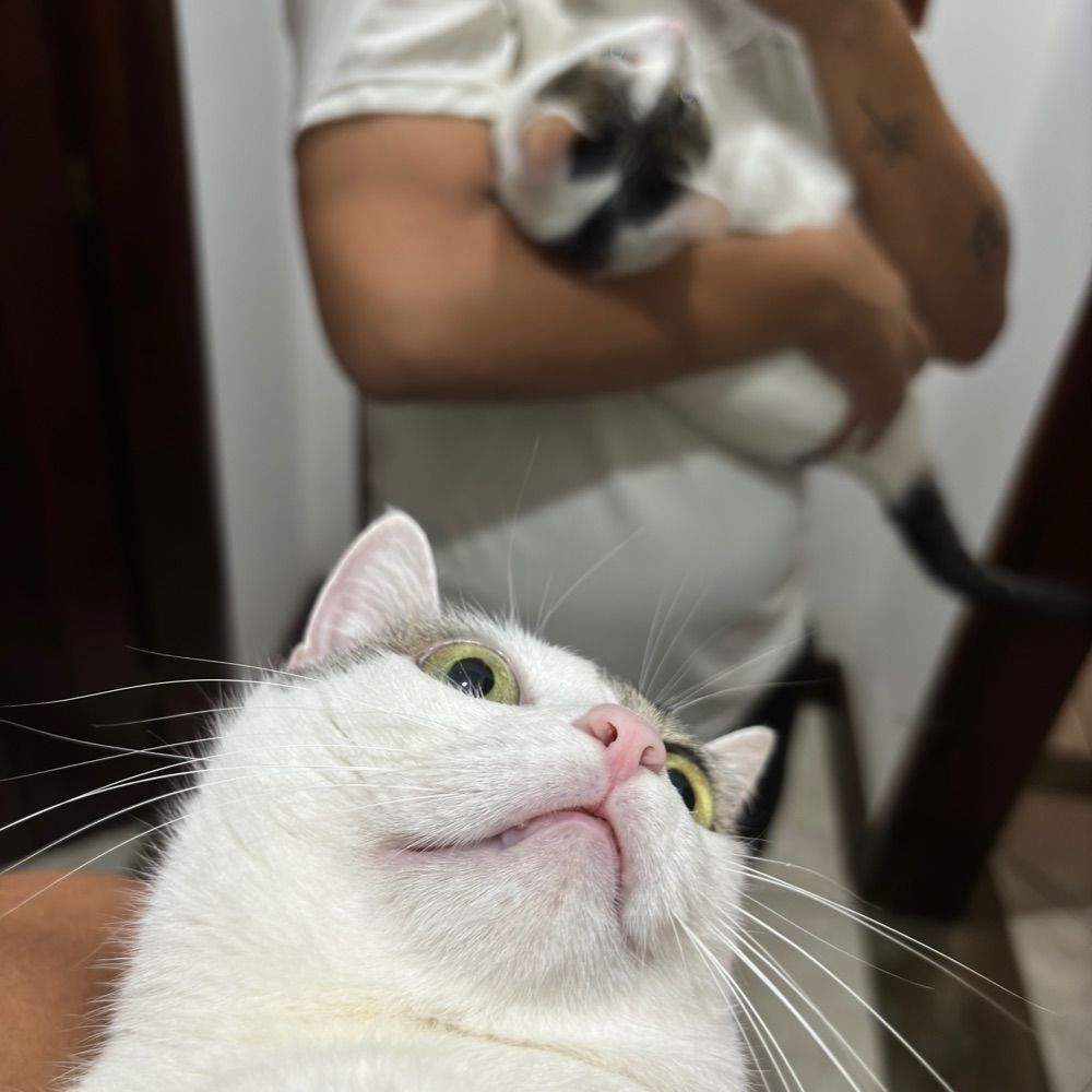 aka fraga