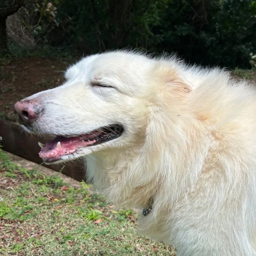 Mari