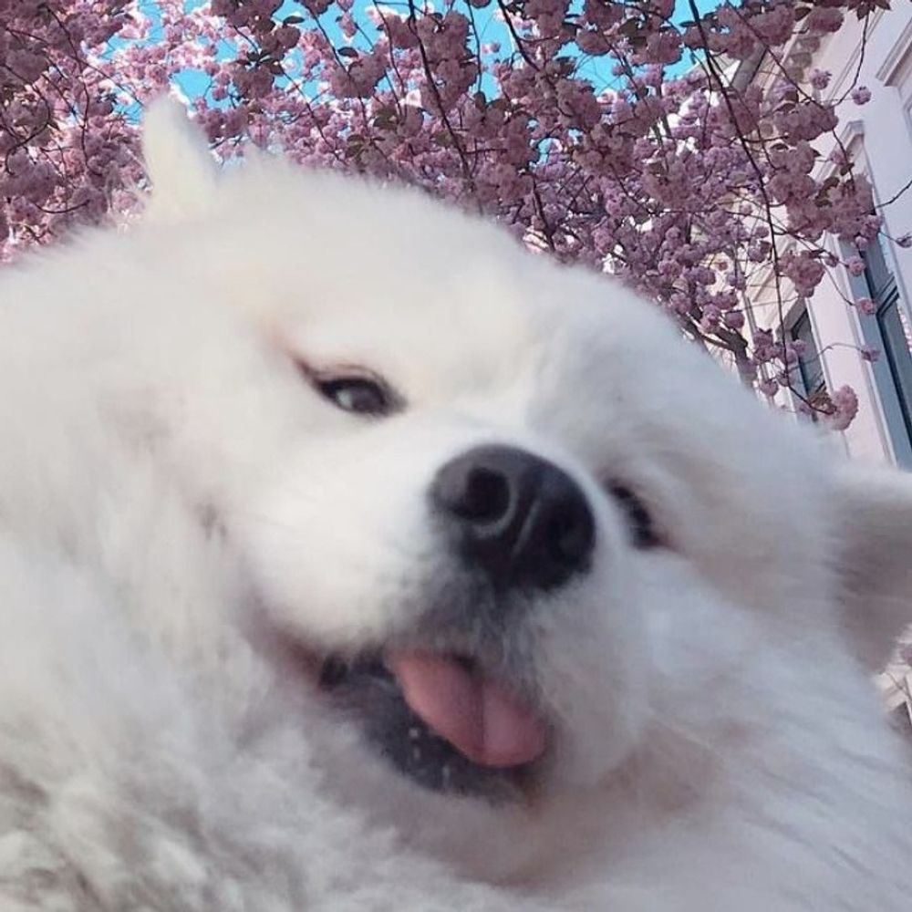 Lukawoo 🐕