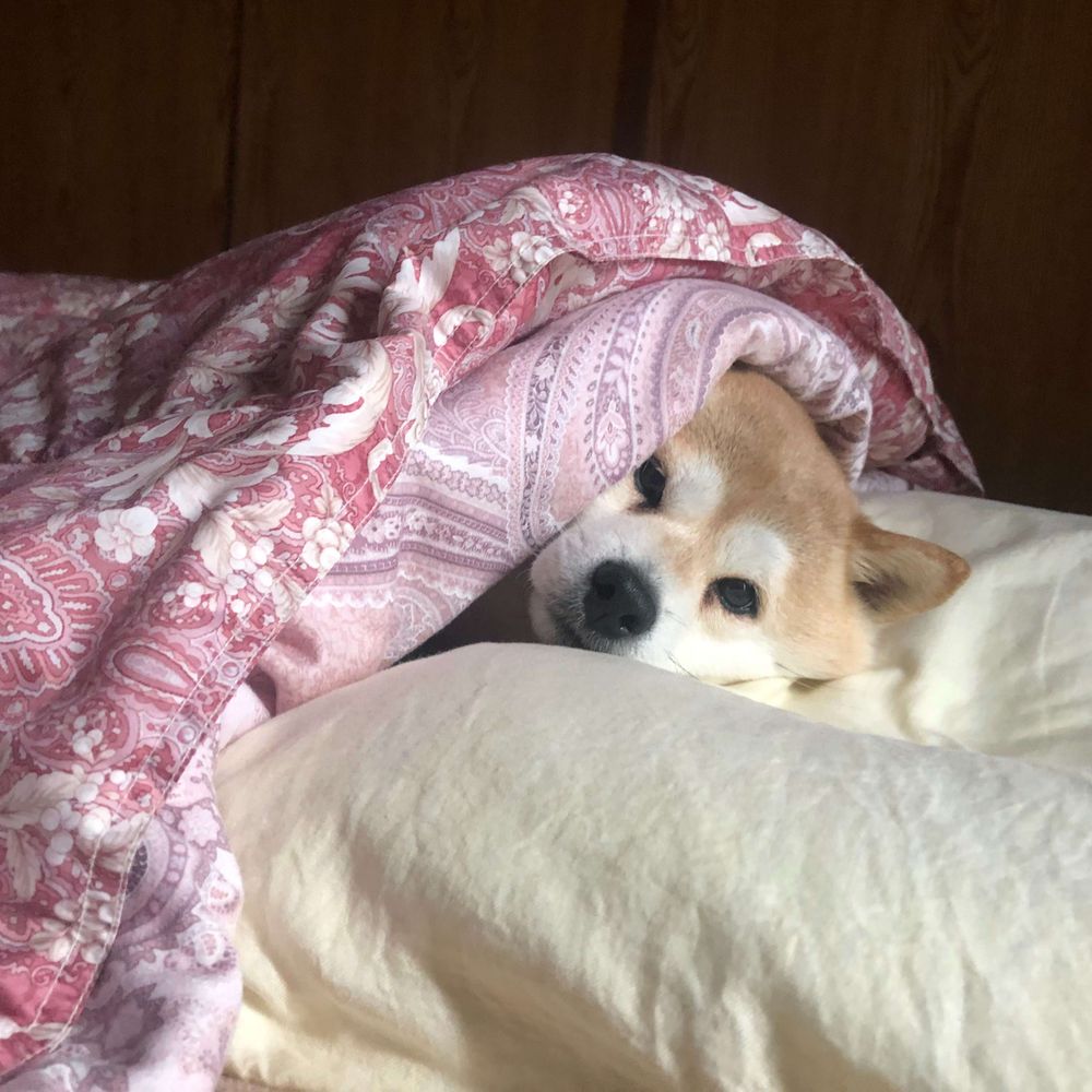 犬