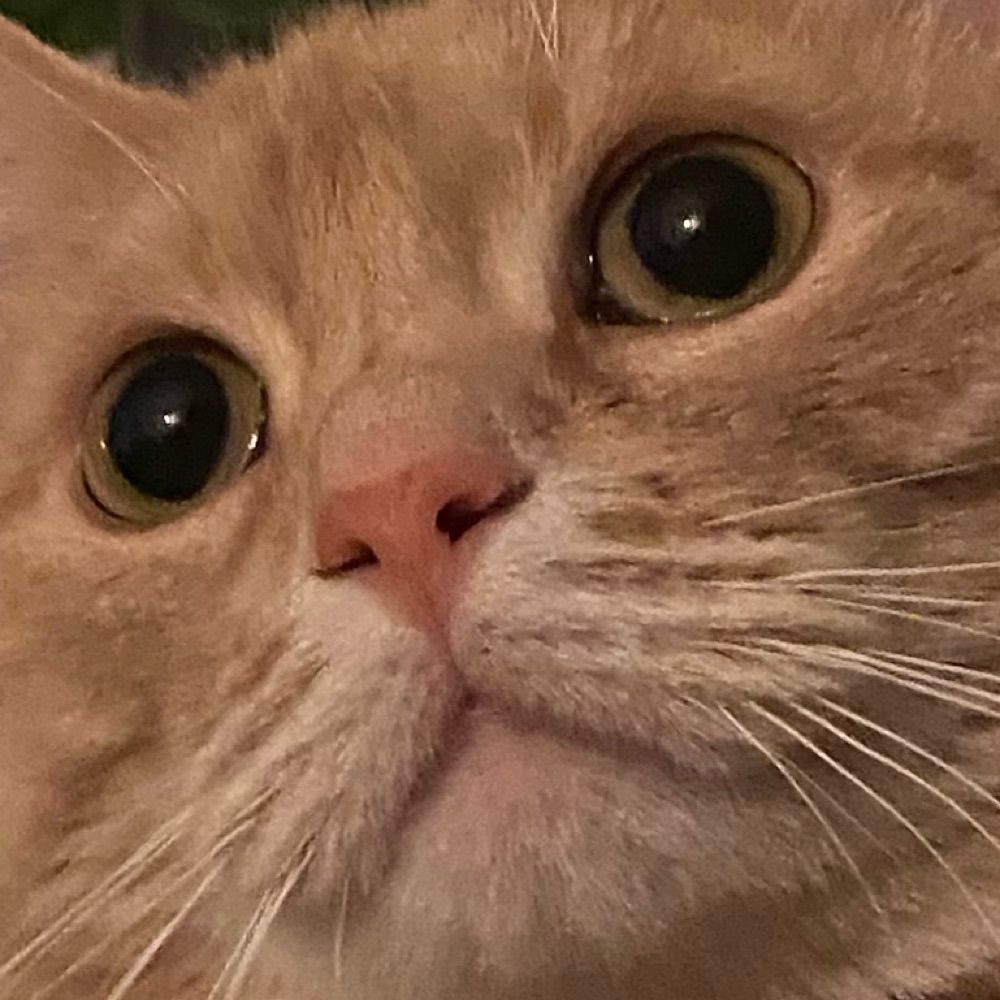 sam