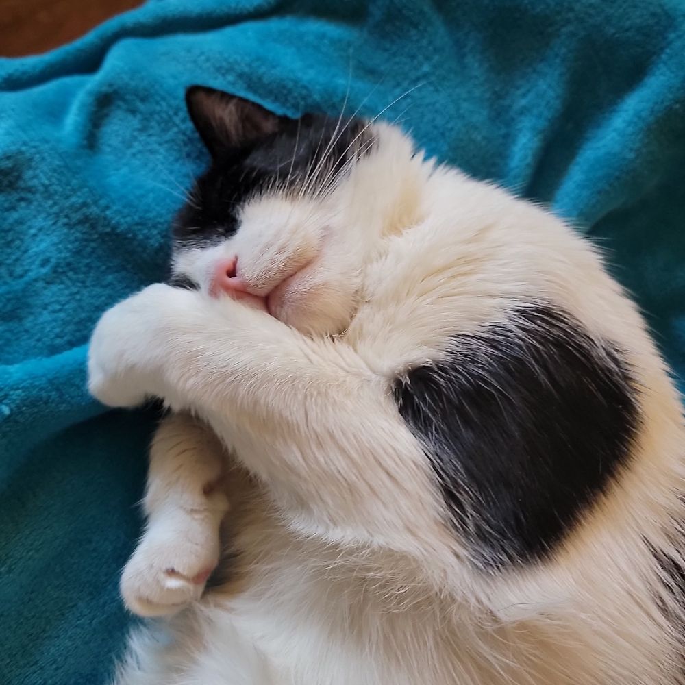 Sammi