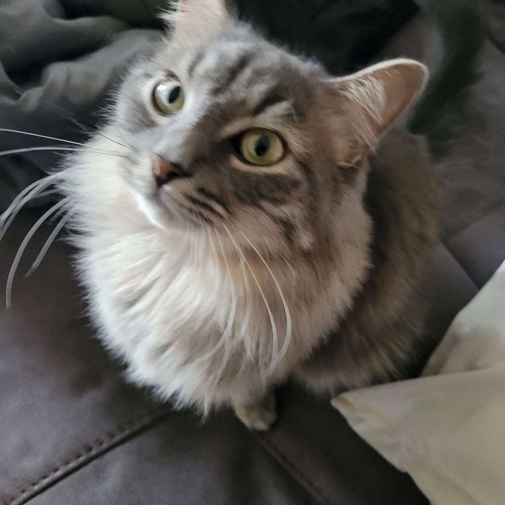 Justlexi7 (and her cats)