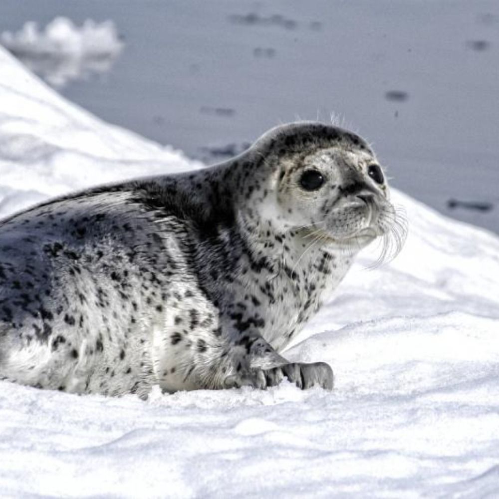 Seal Of Approval