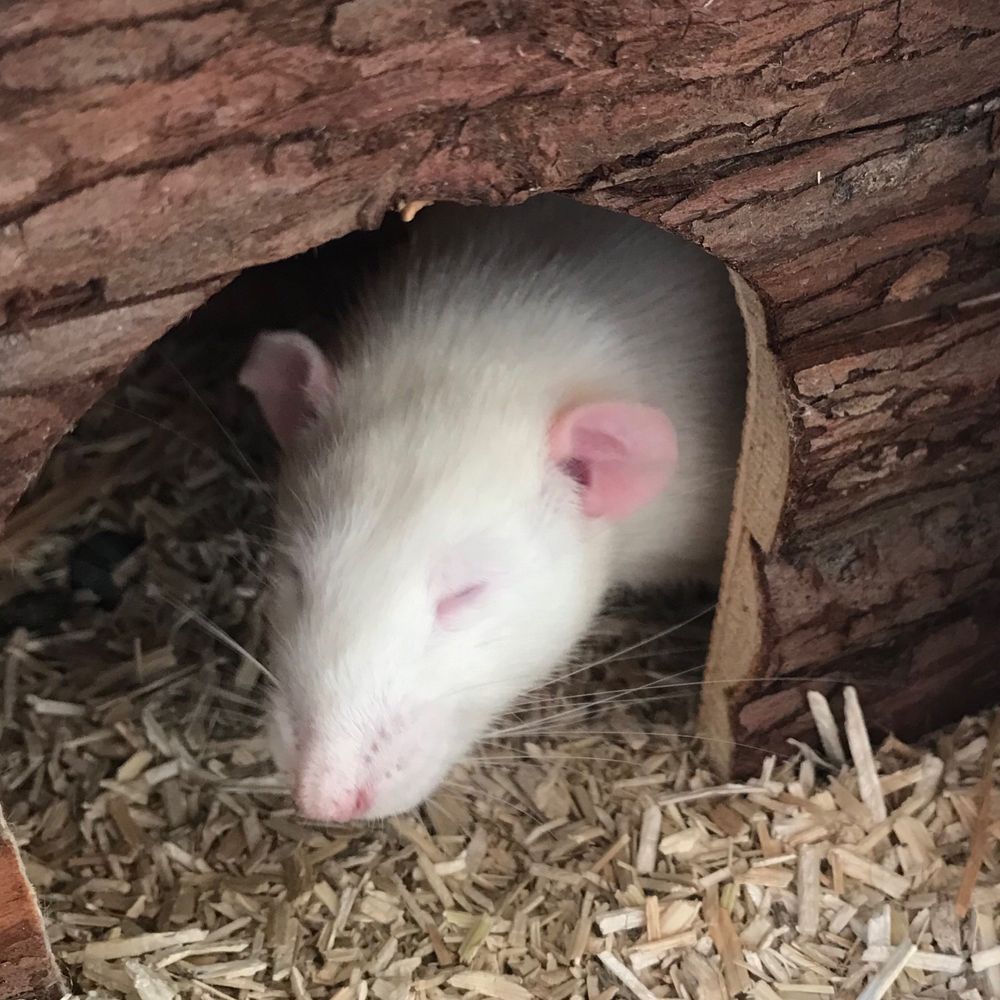 Ratman 